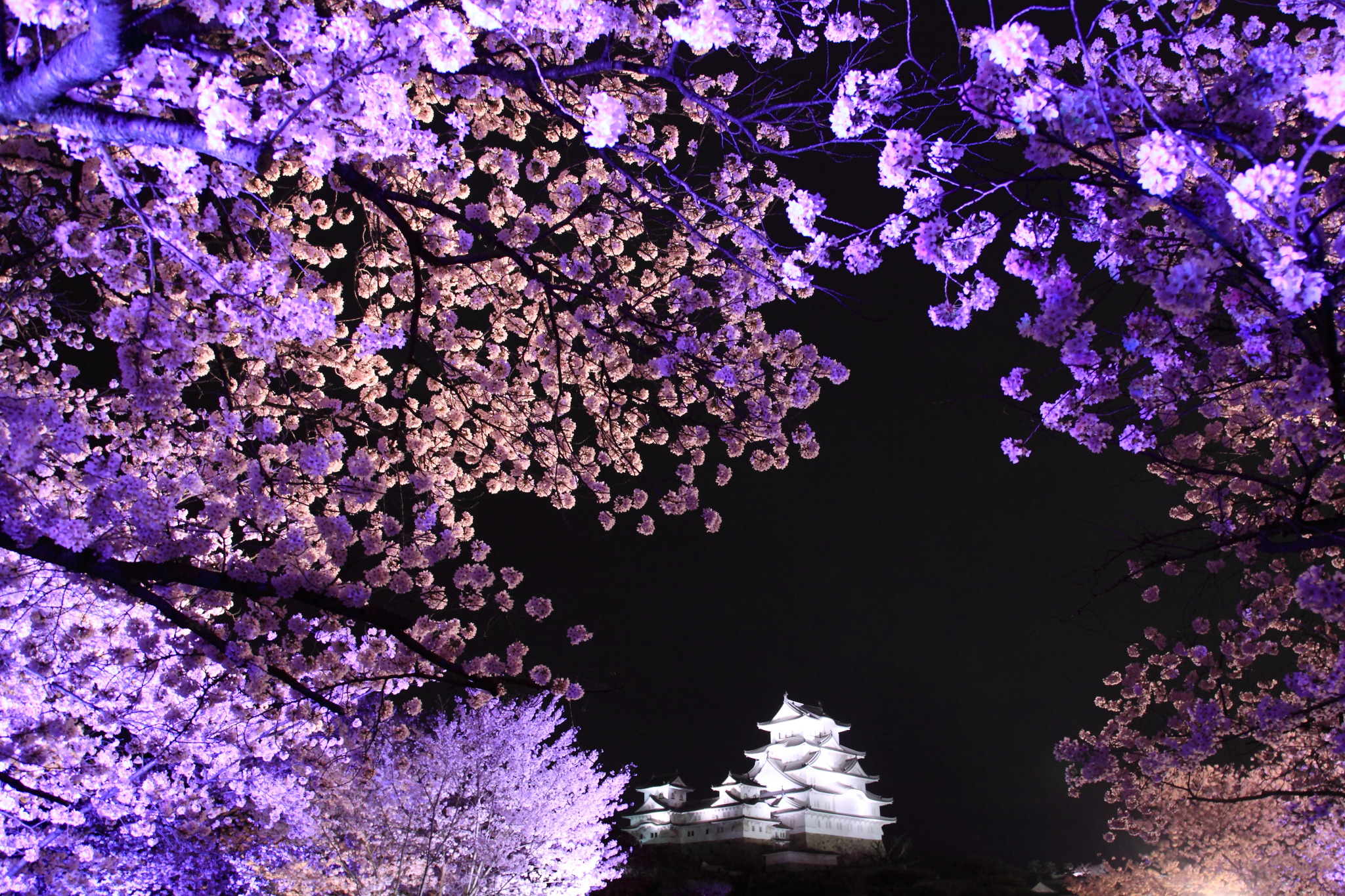 姫路城と夜空を彩る桜
