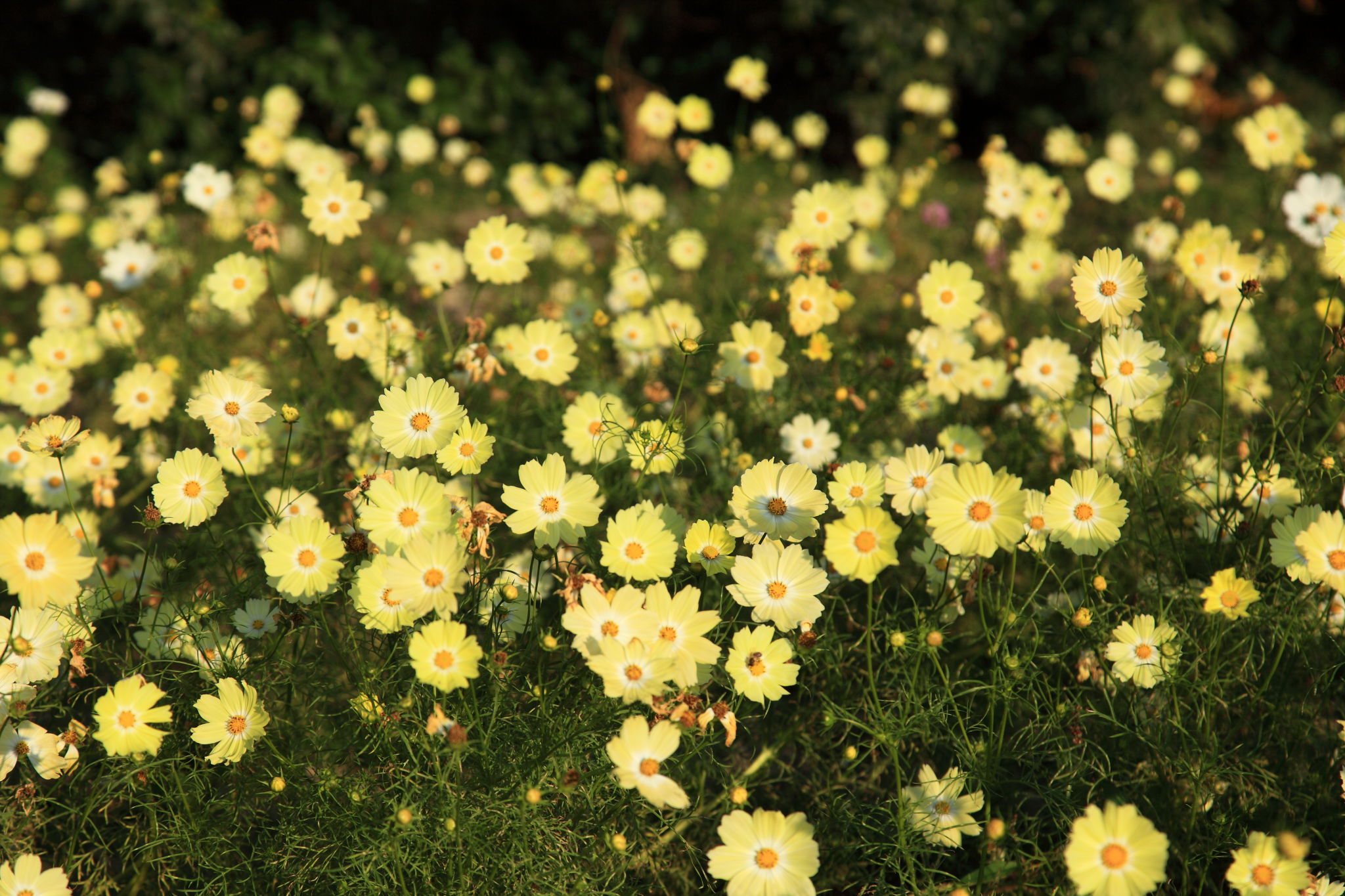 咲き乱れる黄色のコスモス1