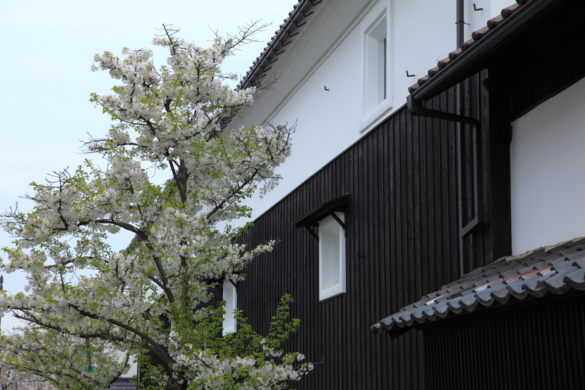 鶴ヶ城下の土蔵と桜