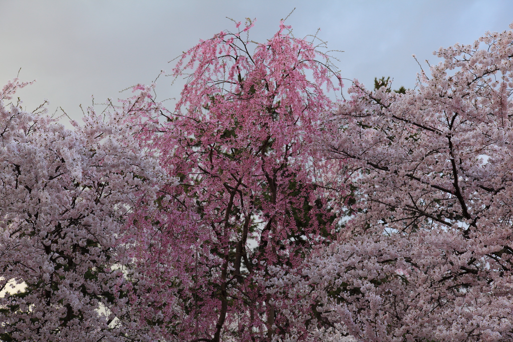 弘前公園を彩る桜