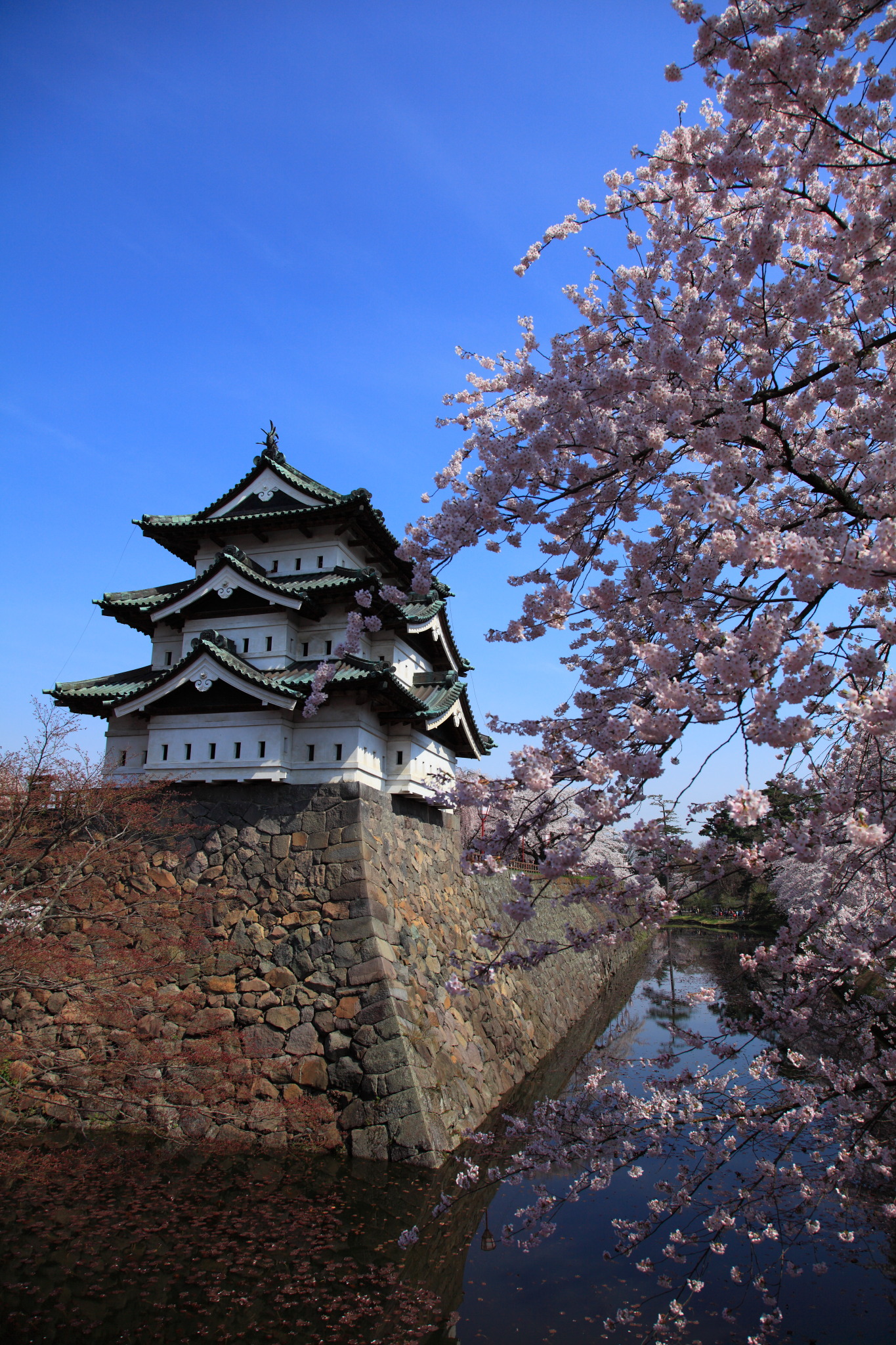 弘前城、青空と満開の桜