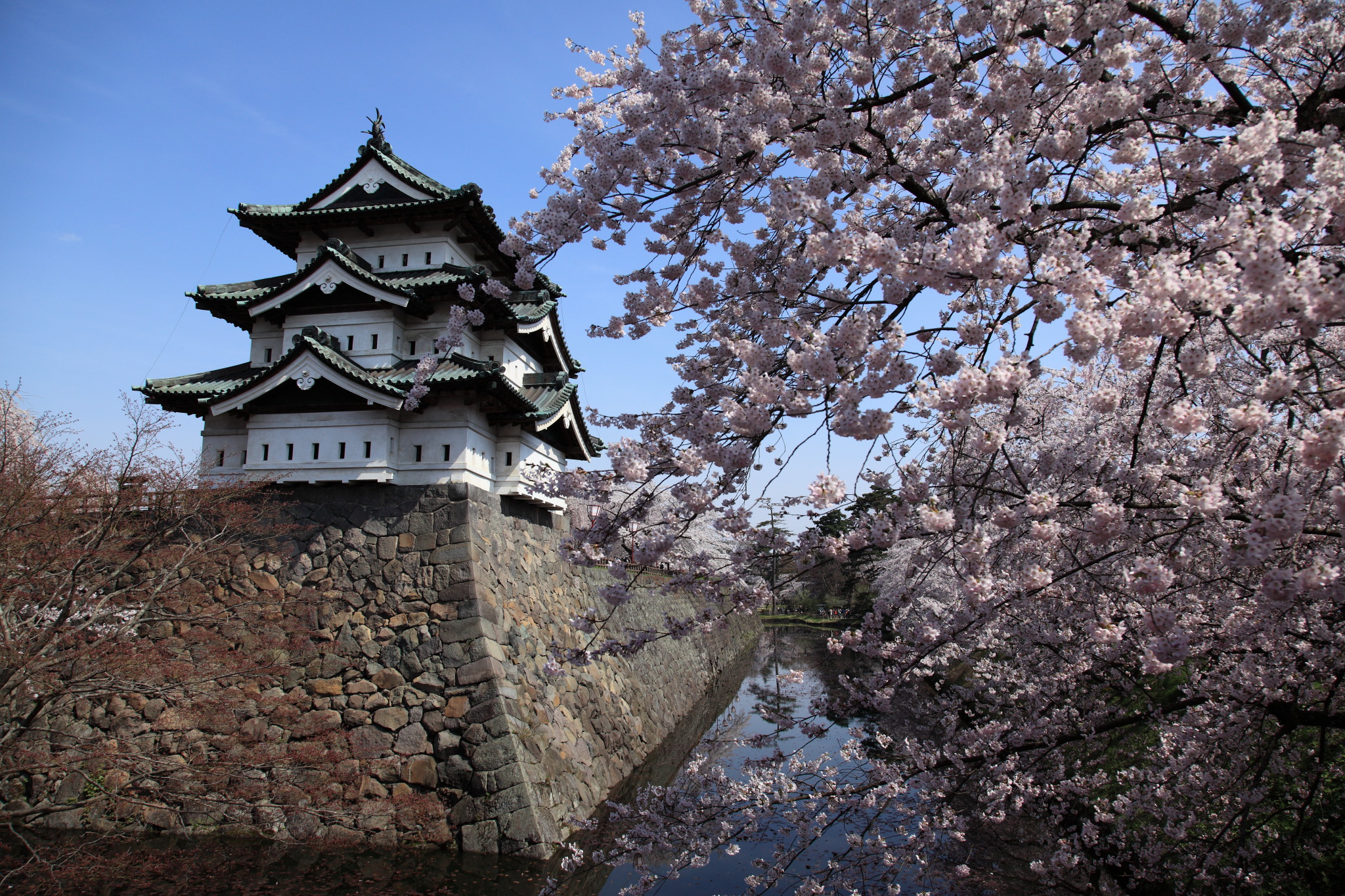 桜の名所、弘前城の天守閣