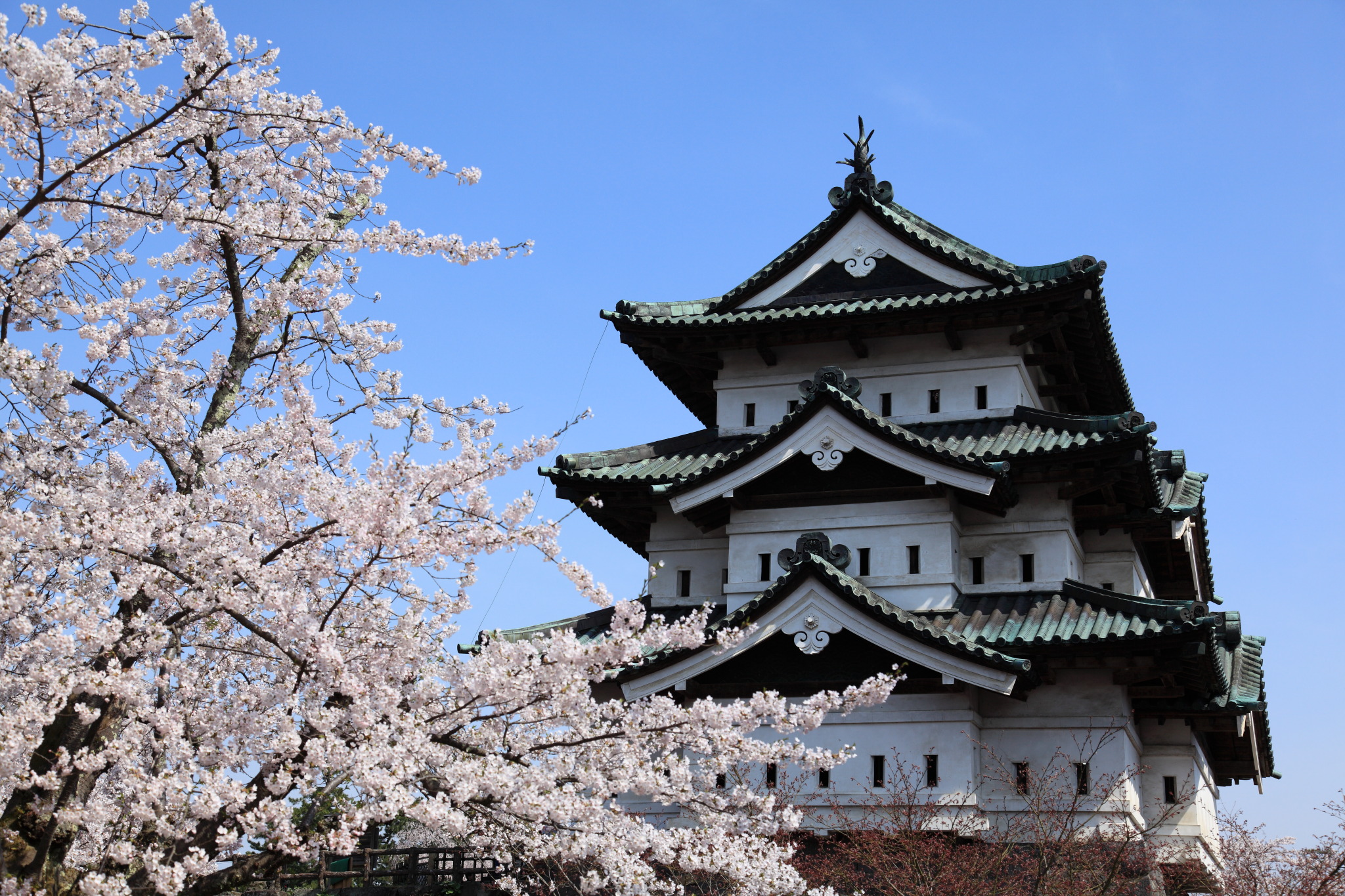 満開の桜と弘前城天守閣