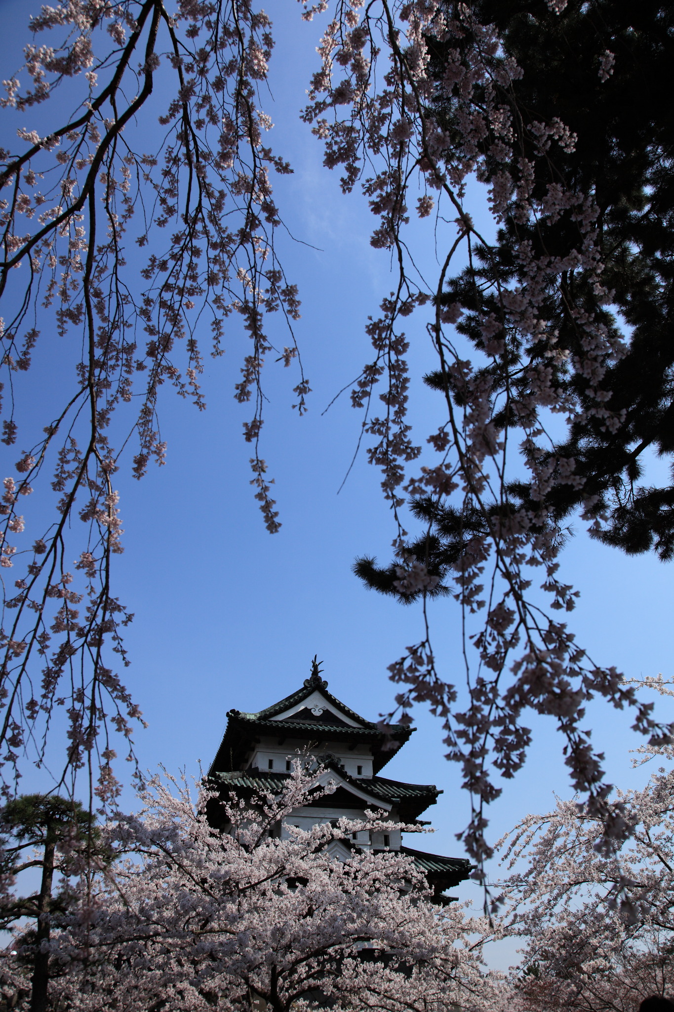 桜咲く弘前城天守閣