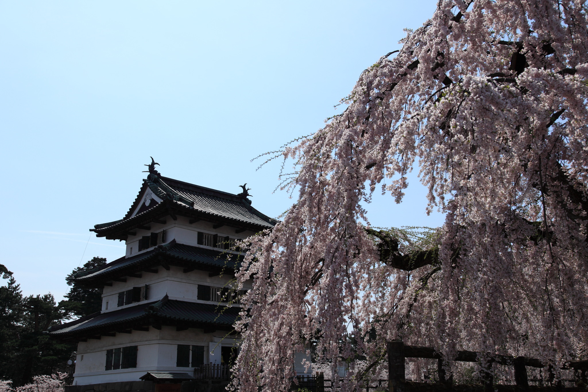 満開の桜と現存十二天守の弘前城