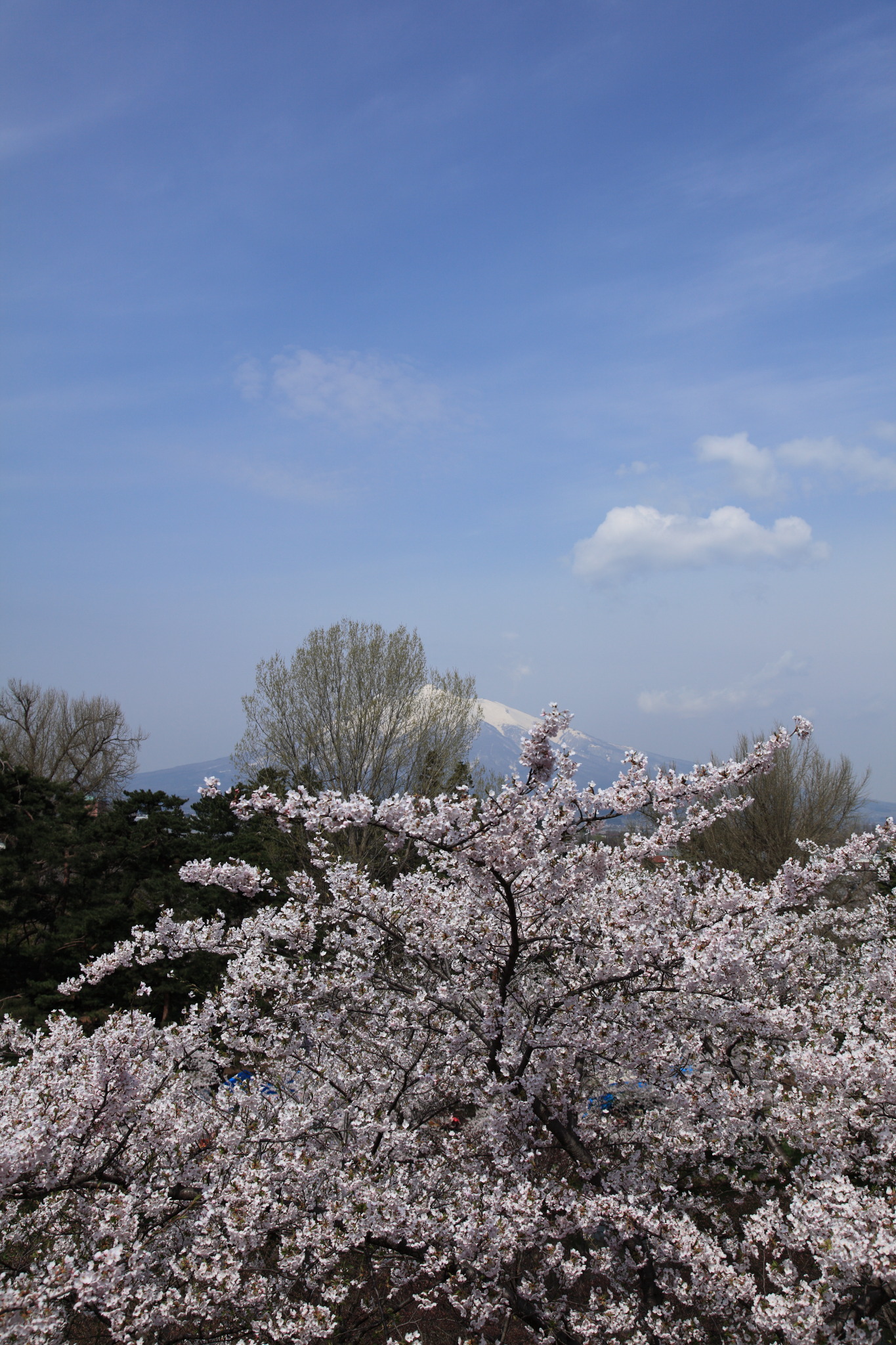 満開の桜と彼方の岩木山