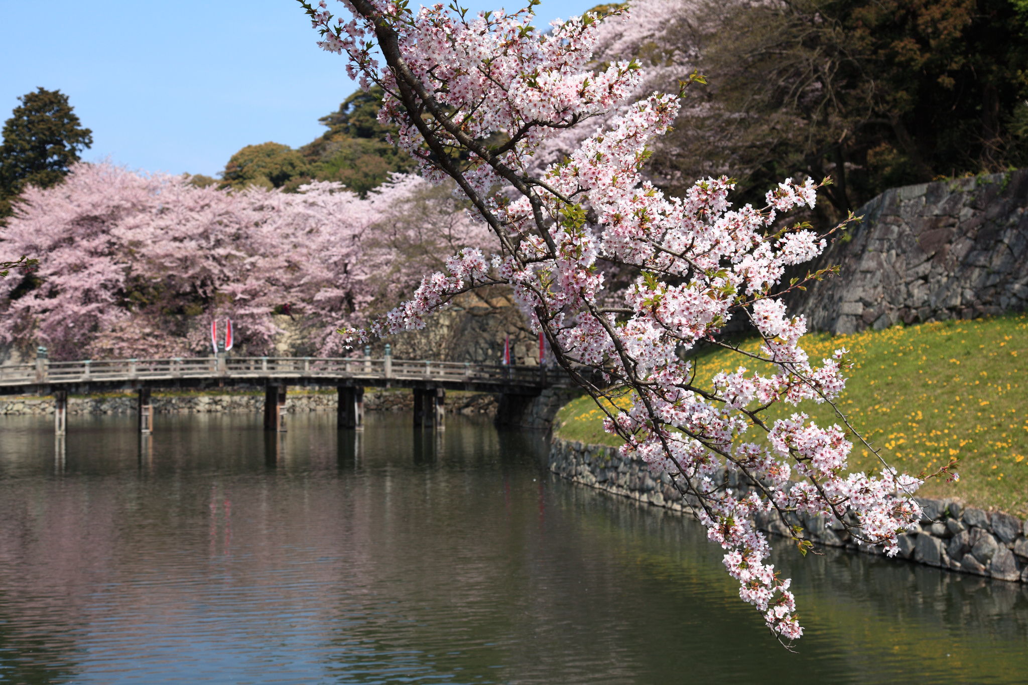 彦根城、橋と桜
