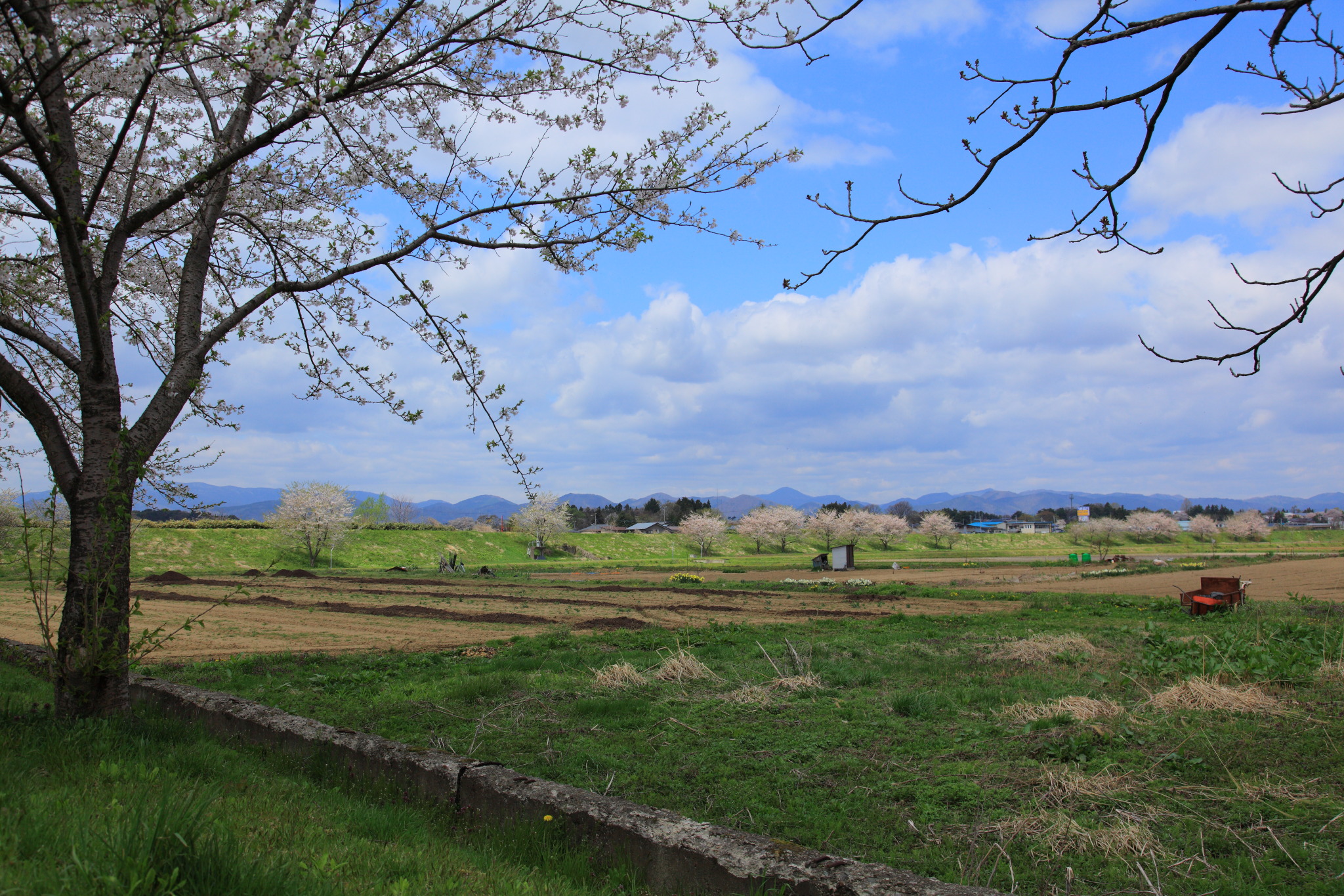 桜咲くのどかな田園風景