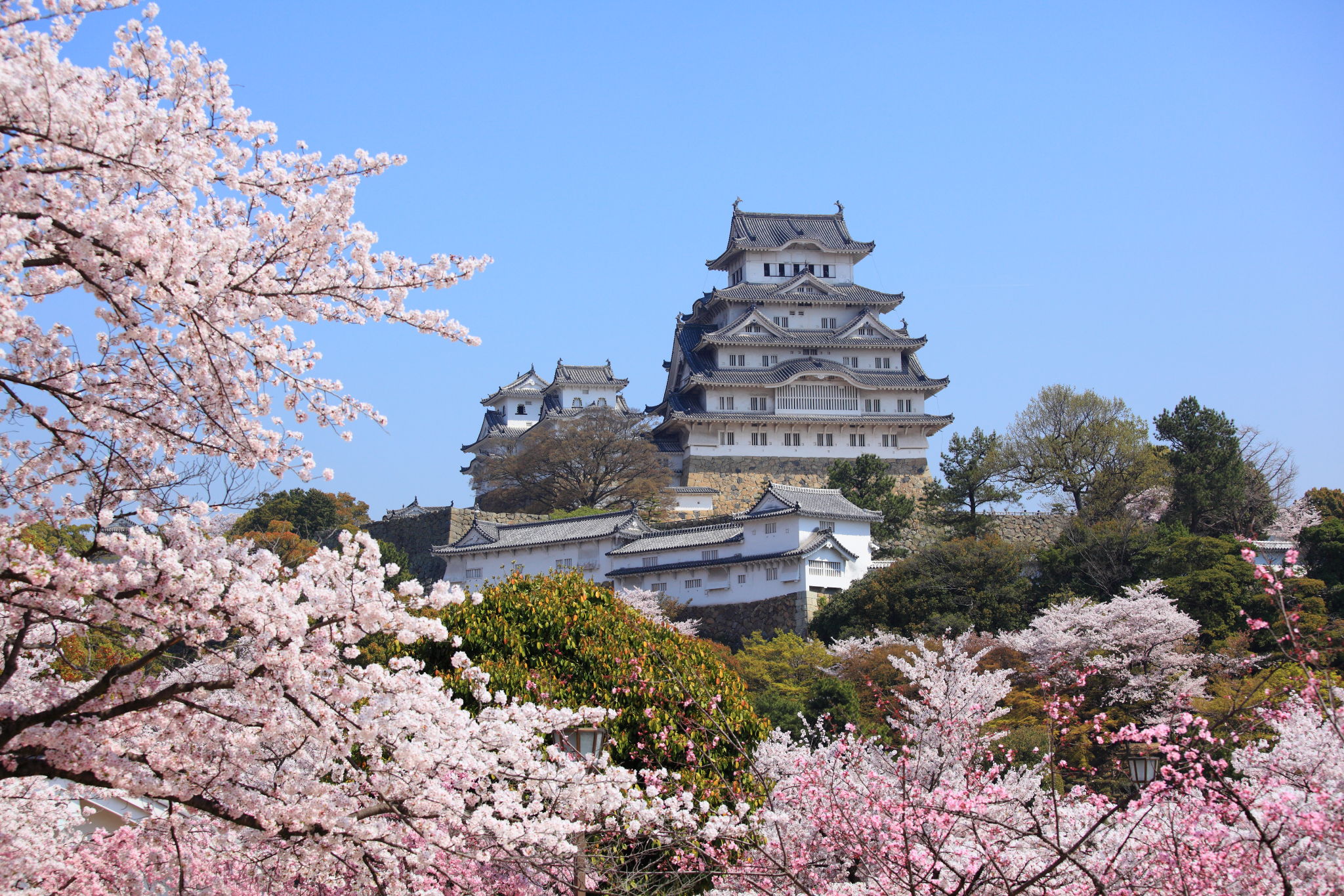 桜咲き誇る姫路城