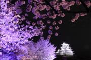 夜桜の彼方の姫路城