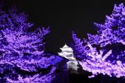 白と紫のコントラスト～姫路城ライトアップ