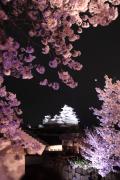 姫路城、夜桜花爛漫