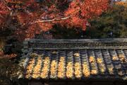 石山寺の瓦屋根に積もる黄色い落ち葉