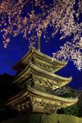 三井寺の三重塔と夜桜