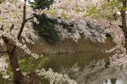鶴ヶ城の堀と桜