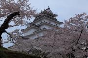 桜咲き誇る鶴ヶ城