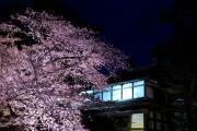 弘前城の城門と夜桜