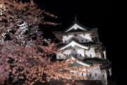 弘前城天守と満開の夜桜