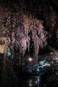 弘前、ライトアップされた枝垂れ桜