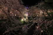 弘前公園、夜空に浮かび上がる桜