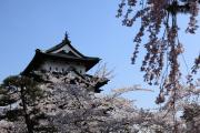 弘前城、満開の桜が彩る天守閣