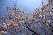 降り注ぐような弘前の枝垂れ桜