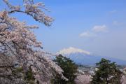 岩木山と咲き誇る満開の桜