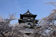 弘前城天守を彩る満開の桜