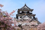 桜と彦根城天守閣