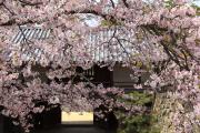 桜と彦根城太鼓門櫓