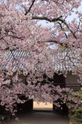 彦根城の太鼓門櫓に咲き乱れる桜