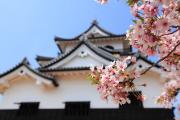 桜の向こうに彦根城を望む
