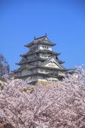 桜の向こうの姫路城