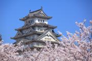 姫路城の400年前からの桜