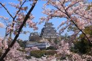 桜に囲まれた姫路城